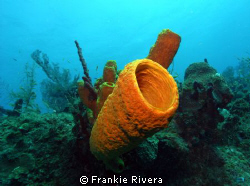Tube Sponge @ Mona Island Puerto Rico by Frankie Rivera 
